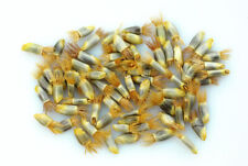 NEPENTHES RAMISPINA - CARNIVOROUS PLANT, 10 SEEDS