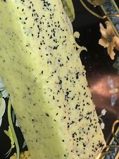 Handmade Black Seed Lemongrass Soap Kalonji Nigella Sativa 1 Kilo  Loaf Joblot