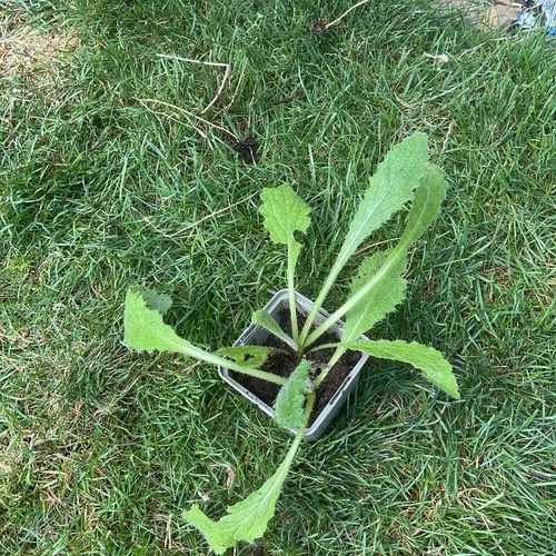 Scottish thistle plants a - plants,