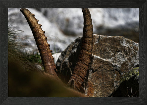 Mountain goat horns framed - mountain,