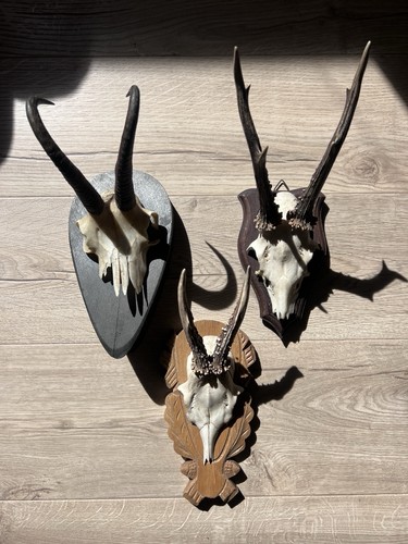 Job lot mounted - lot,