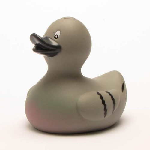 Rubber duck pigeon - duck, dove