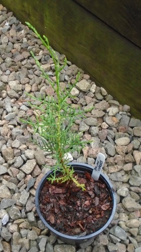 Italian cypress conifer - cypress,