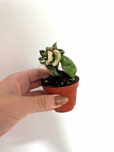 Hoya comoacta variegated - hoya,