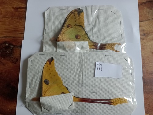 Agrema mitteri moth ssp - , pair