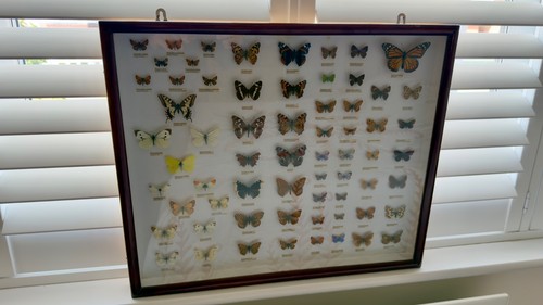 British butterfly collection