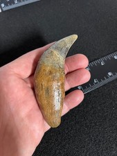 Giant Fossil Urusus spelaeus