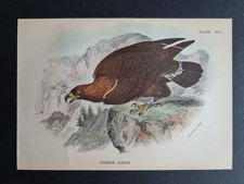 Antique (1894) print - Golden