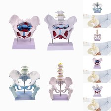 Female Pelvis Model Skeleton