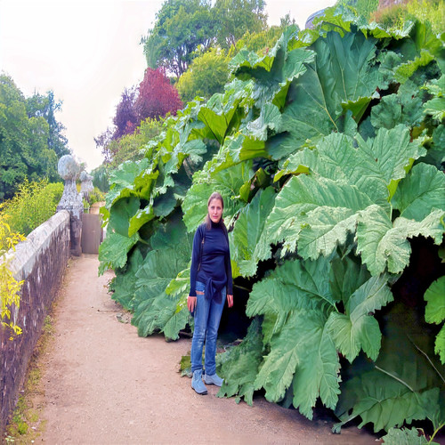 Gunnera manicata seeds - 25,