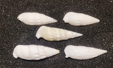 5x White Icicles Cerith Shells (Small) Hermit Crab Shells Natural Seashells 