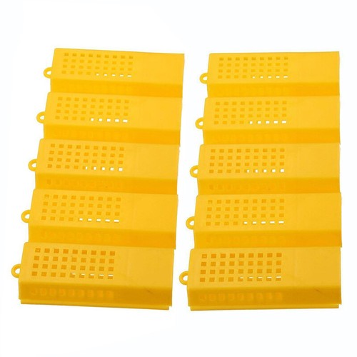 10x professional queen bee - professional,