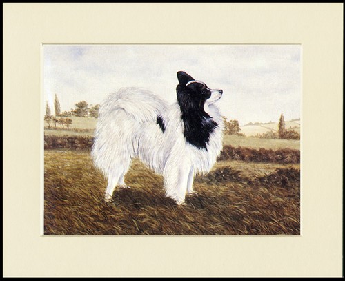 Papillon dog art print - art, mounted