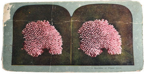 Antique stereoview finger - antique,