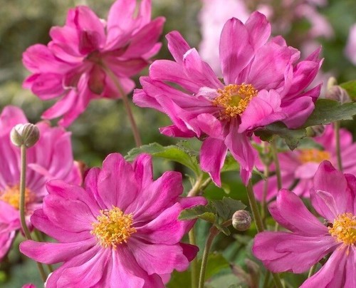 Anemone japonica prinz - anemone,