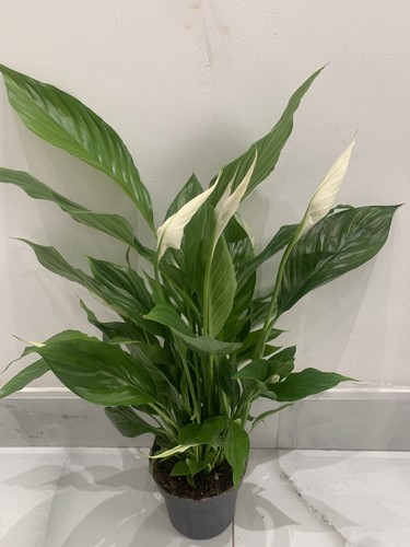 Large peace lily air purifier - ,
