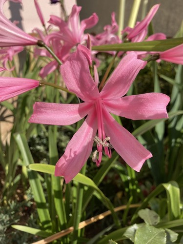 Pink bowden lily - 3,
