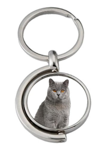 British shorthair cat pet - british,
