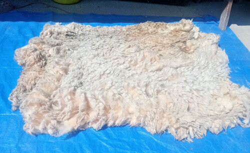 Pedigree ryeland fleece wool - pedigree,