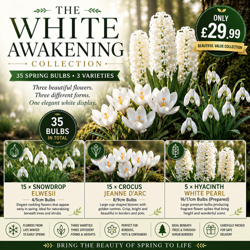 White awakening spring - awakening,