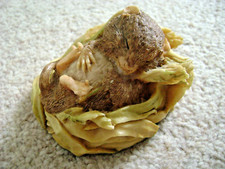 Aynsley England Master Craft