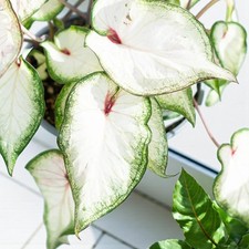 Caladium White Wonder in 12cm