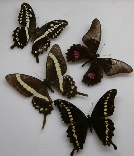 Real butterfly specimens x4 - butterfly,