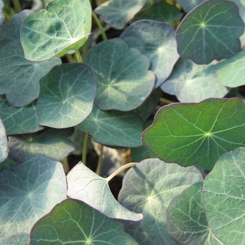 Nasturtium blue pepe micro - nasturtium,