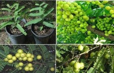 Indian Gooseberry Phyllanthus