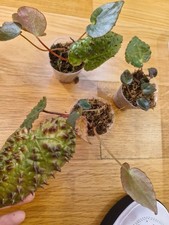 Philodendron, Monstera, Begonia. Terrarium. Bioactive.Rarer Houseplant Unbranded