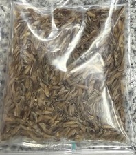 Rare Fouquieria Purpusii Seeds Not Philodendron Not Monstera Not Alocasia