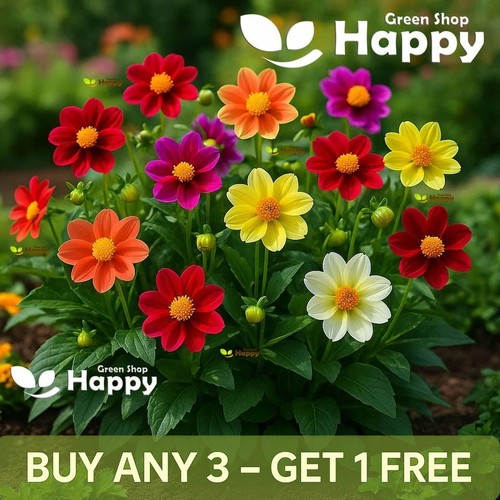 Dahlia 120 seeds piccolo - |,