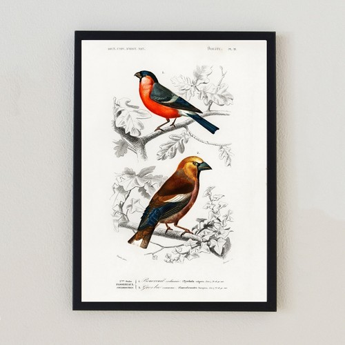 Vintage birds illustration - vintage,