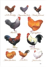 Chicken Breeds Tea Towel. New
