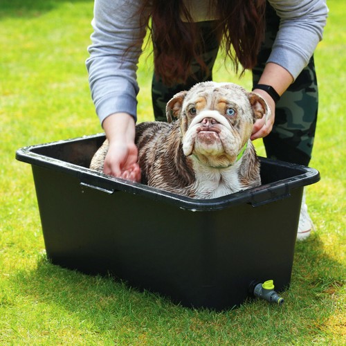 Pet dog cleaning - cleaning, +