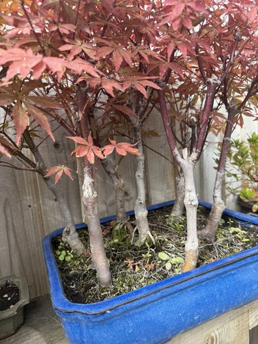 Japanese maple forest - japanese,