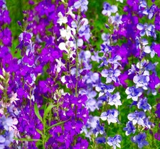 Larkspur Giant Imperial Mix -
