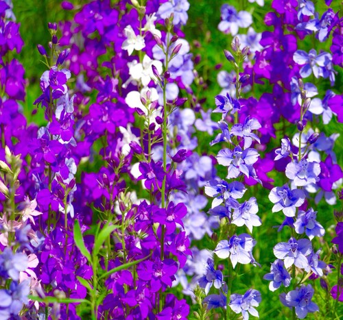 Larkspur giant imperial mix - imperial,