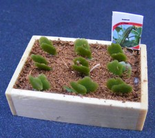 Seed Box And Seedlings Tumdee