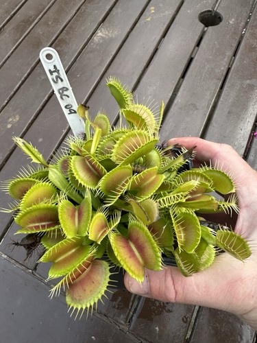 Venus flytrap isbc09 ian - -,