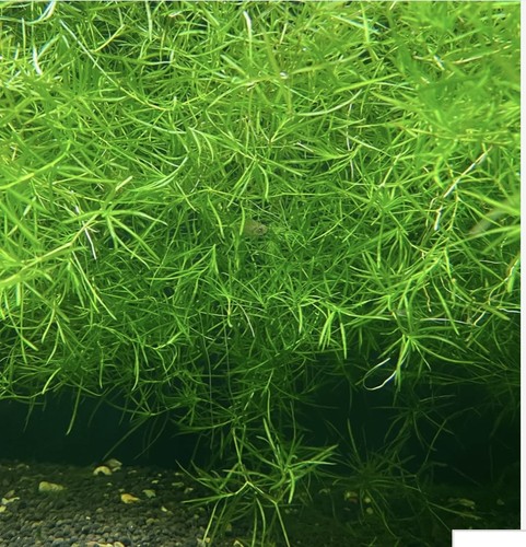 10g guppy grass - grass, najas