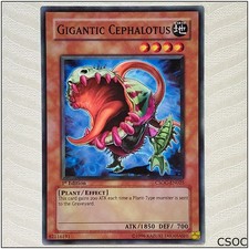 Gigantic Cephalotus -