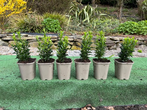 Euonymus hedging plants 6 - euonymus,