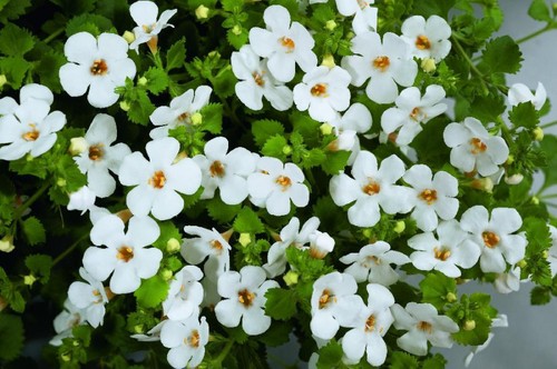 Bacopa scopia gulliver - bacopa,
