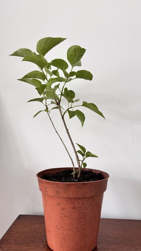 Syringa vulgaris common - syringa,