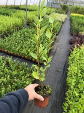 15 Griselinia Hedging Plants -