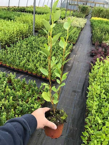 Griselinia hedging plants - griselinia,
