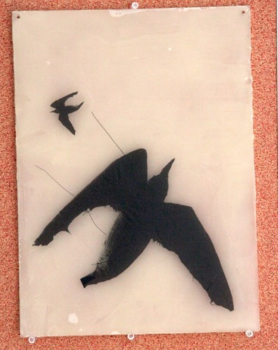 Augusta talbot black bird - bird,