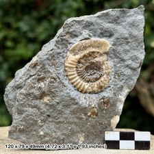Arnioceras Fossil Ammonite