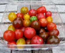 40 x TOMATO  CHERRY MIX 🍅